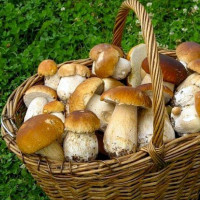 Белые грибы: фото и описание