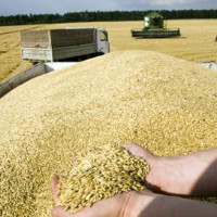 Минсельхоз разрешит экспорт зерна из интервенционного фонда
