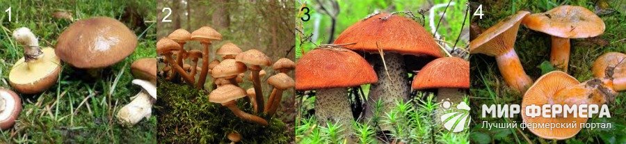 Съедобные грибы с фото и описанием