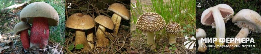 Несъедобные двойники съедобных грибов