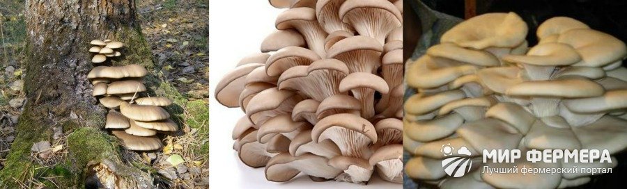 Как выглядит устричный гриб