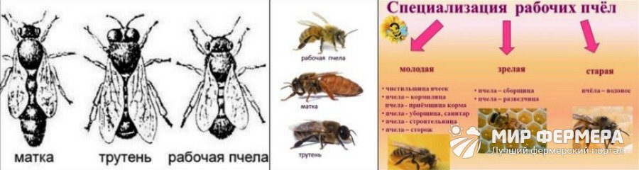 Какие бывают виды пчел