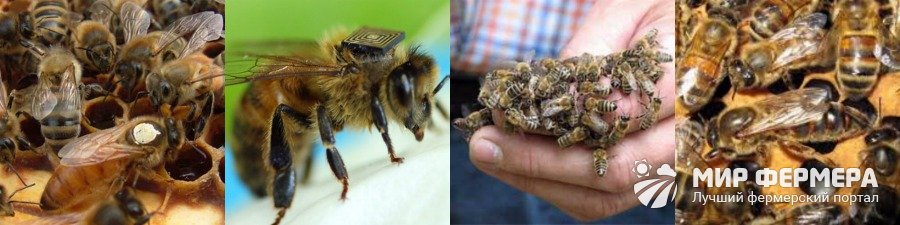 Порода пчел бакфаст характеристика