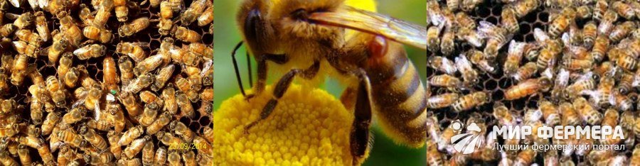 Итальянские пчелы разведение
