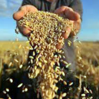 В сентябре начнутся зерновые интервенции