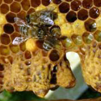 Способы и методы вывода пчелиных маток
