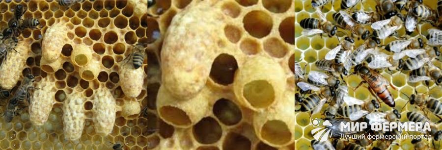 Вывод пчелиных маток в домашних условиях