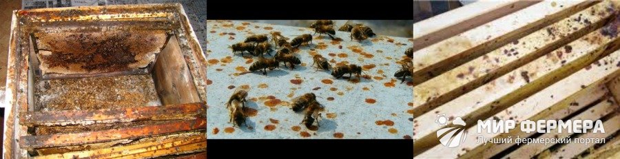 Как определить понос у пчел