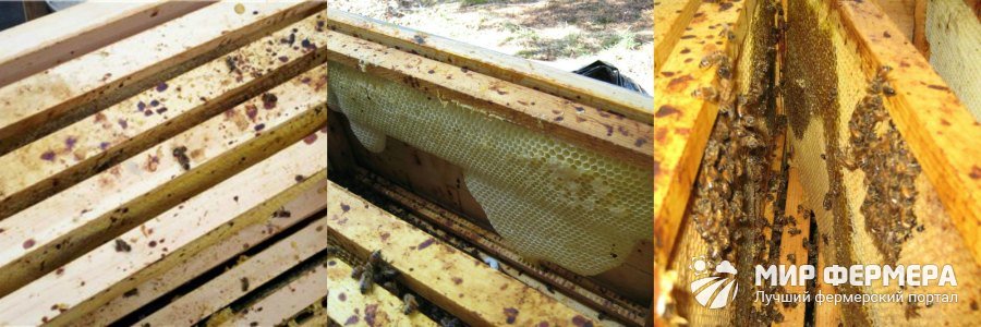 Как определить нозематоз у пчелиной семьи
