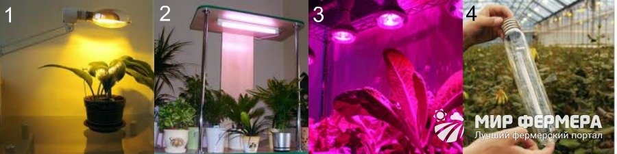 Какую лампу для комнатных растений выбрать