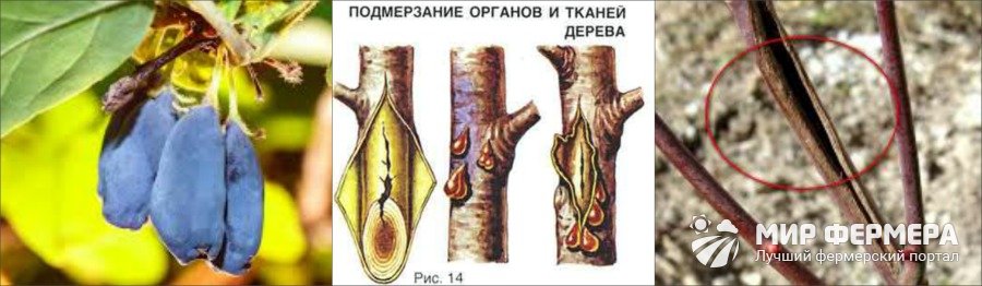 Морозобоины на побегах жимолости