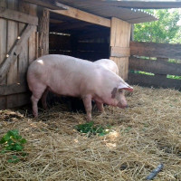 Как построить сарай для свиней своими руками