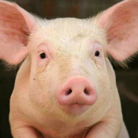 Биологические и хозяйственные особенности свиней