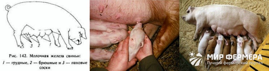 Условия содержания свиноматок 