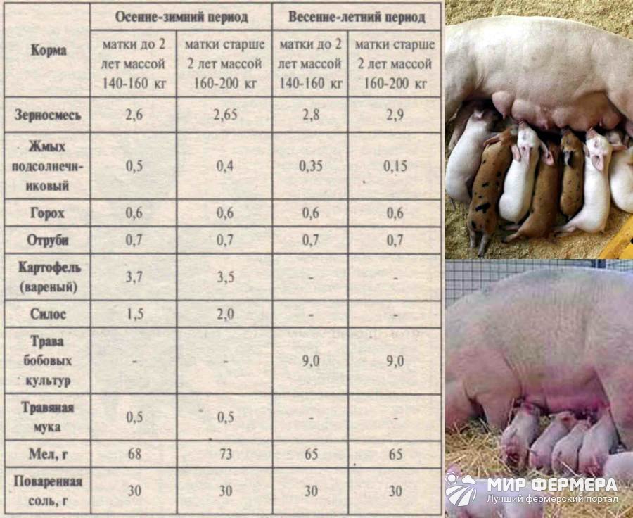 Условия содержания свиноматок 