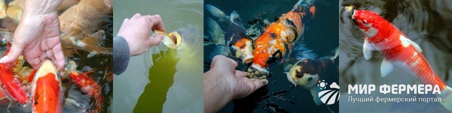 Питание рыбы в пруду