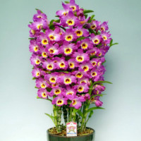 Орхидея Дендробиум: уход в домашних условиях, размножение