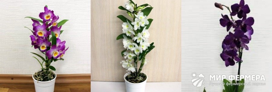 Как выглядит орхидея Дендробиум
