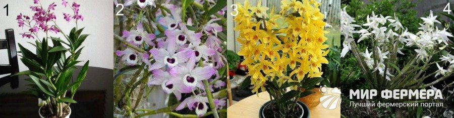 Сорта орхидеи Дендробиум