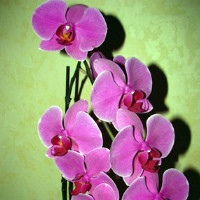 Орхидея Фаленопсис – уход в домашних условиях, пересадка