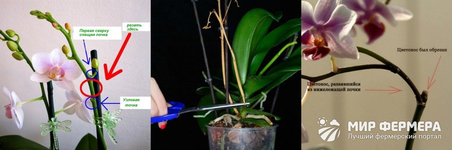 Орхидея Фаленопсис обрезка
