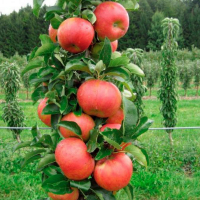Как посадить колоновидную яблоню осенью