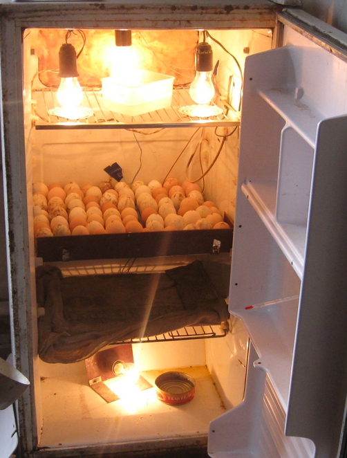 Как сделать инкубатор из холодильника своими руками