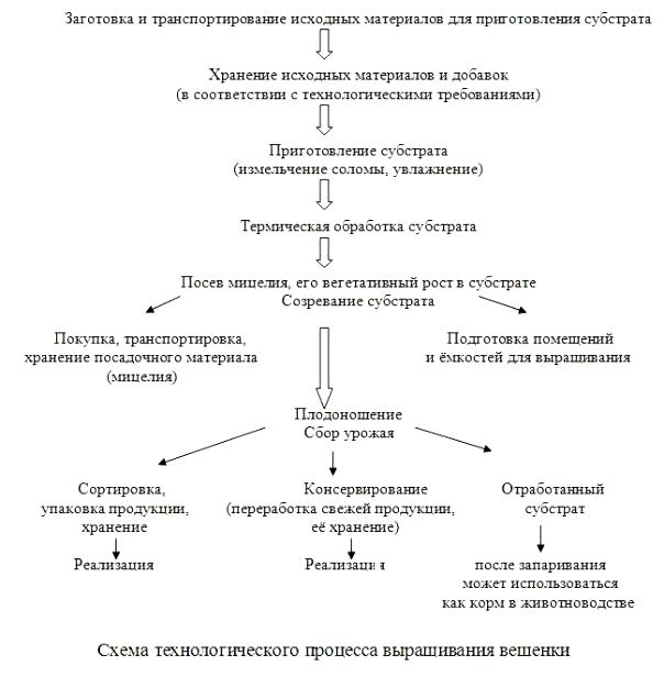 Бизнес-план по выращиванию вешенки