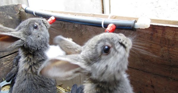 Как сделать поилку для кроликов своими руками — чертежи и видео