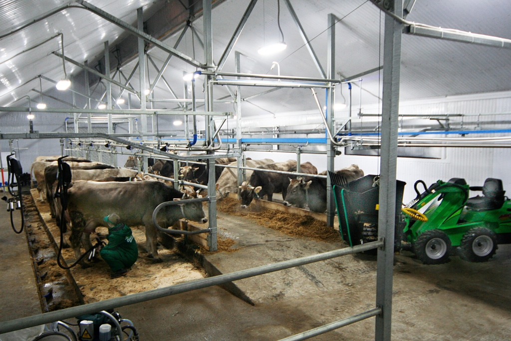 Разведение коров на ферме: бизнес идея