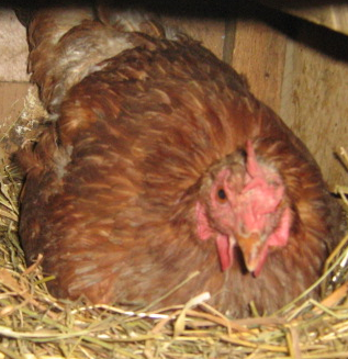 Как отучить курицу садиться на яйца (вывести из состояния наседки)