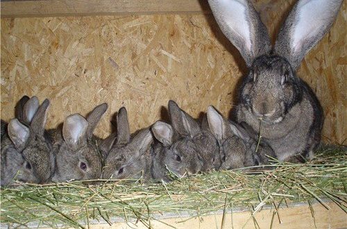 Сколько крольчат может выкормить крольчиха? - Мир Фермера
