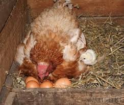 Курица села на яйца! Что делать?
