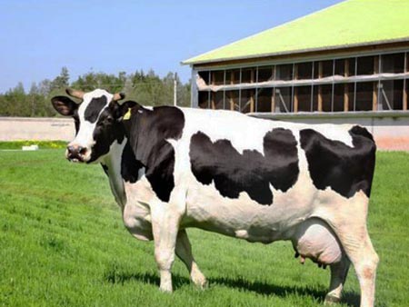 Сколько корова дает молока в неделю? - Мир Фермера