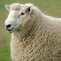 Лучшая порода овец для разведения