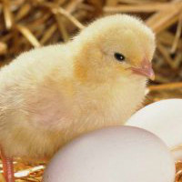 Инкубация куриных яиц в домашних условиях