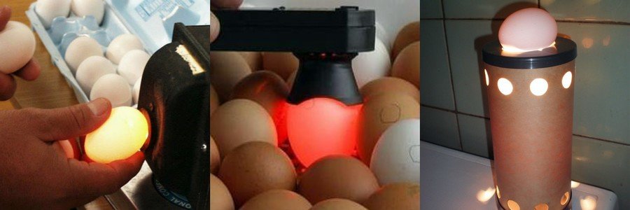 Проверка яиц овоскопом