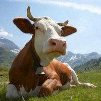 Болезни коров и их лечение видео