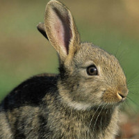 Болезни кроликов и их лечение заболевания кожи