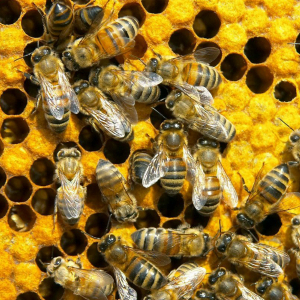 Породы пчел с фото и описанием отличия