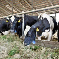 Фермерские хозяйства Новосибирской области получили 500 новых коров