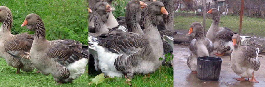 Тулузская порода гусей