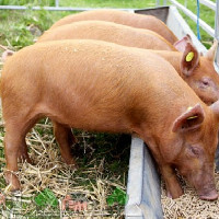 Кормушки и поилки для свиней своими руками