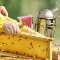 Уход за пчелами зимой и весной