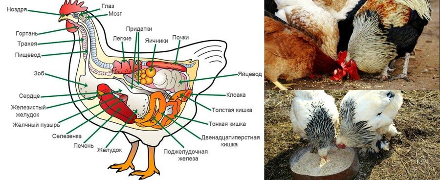 Спаривание куриц