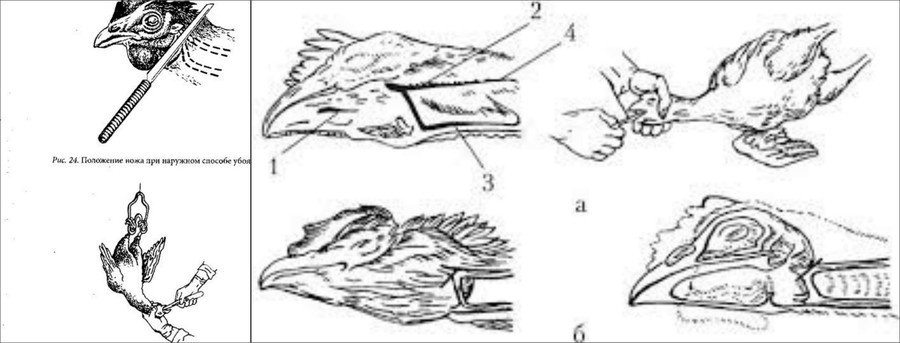 Способы забоя кур