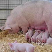 Кормление свиноматок в период супоросности и после опороса