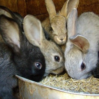 Чем кормить кроликов зимой в домашних условиях — технология и заготовка кормов