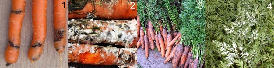 Болезни моркови при хранении фото описание и лечение