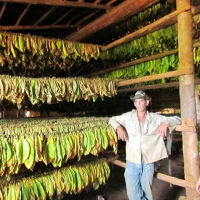 Выращивание табака как бизнес